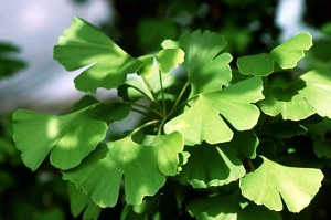 Wellvita Ginkgo Biloba 